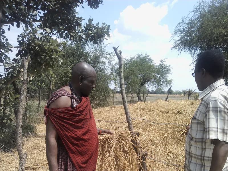 Pastoralist using modern livestock-keeping methods learned through TISER education